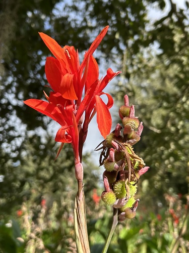 Canna indica observed 2026-10-27