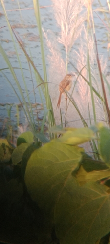Prinia inornata observed 2026-10-27