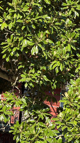 Magnolia observed 2026-10-27