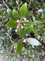 Ternstroemia
