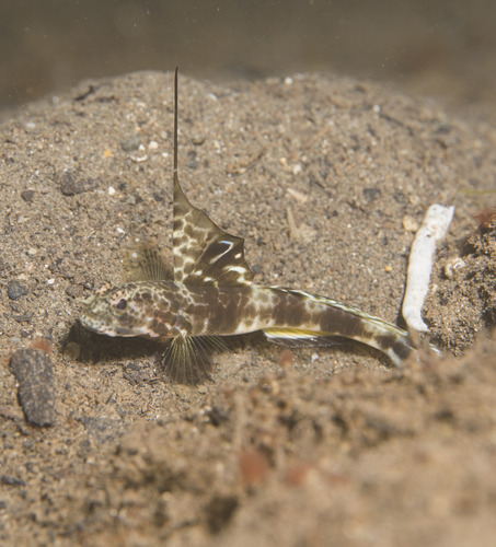 Tomiyamichthys observed 2026-10-26