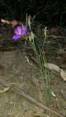 Thysanotus tuberosus tuberosus
