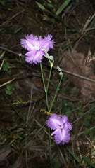 Thysanotus tuberosus tuberosus