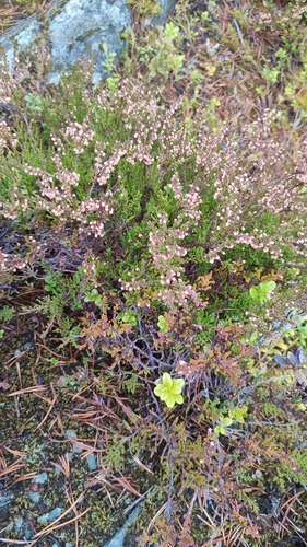 Calluna vulgaris observed 2026-10-27