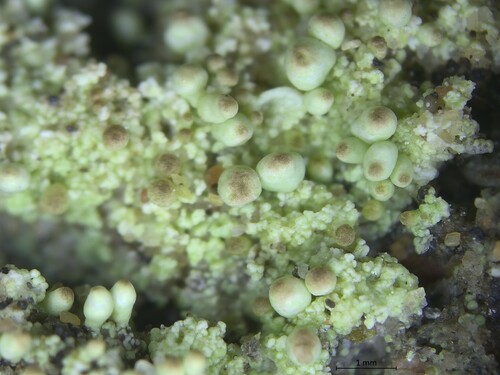 Papillaria observed 2026-10-25