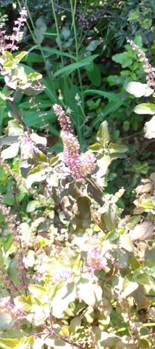 Ocimum tenuiflorum observed 2026-10-27