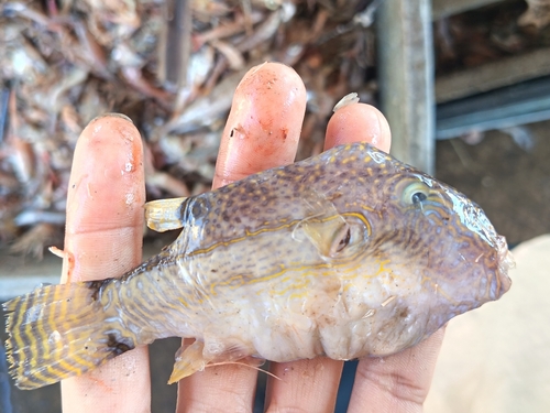 Canthigaster observed 2026-10-27