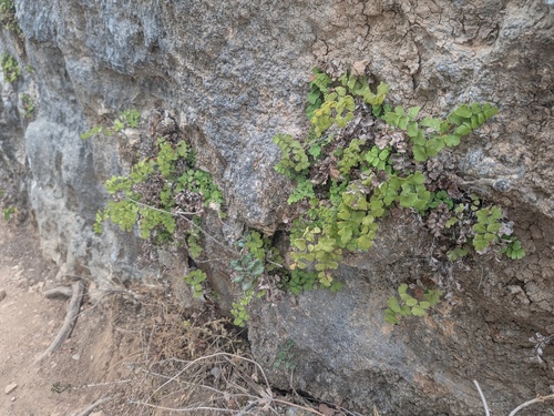Adiantum capillus-veneris observed 2026-10-27