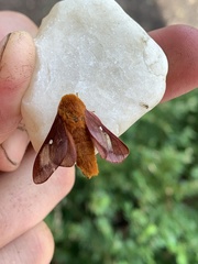 Anisota virginiensis