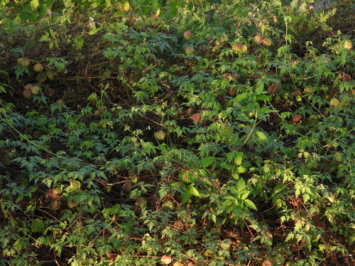 Cardiospermum halicacabum observed 2026-10-26