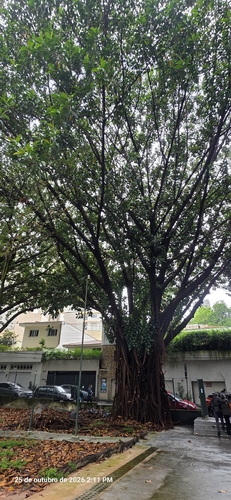 Ficus elastica observed 2026-10-25