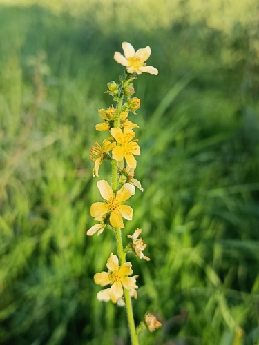 Agrimonia eupatoria observed 2026-10-27