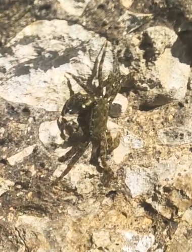Pachygrapsus observed 2026-10-27