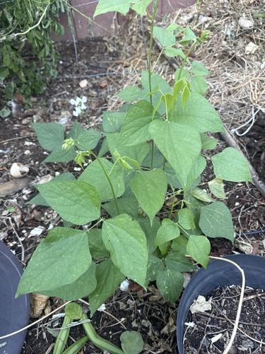 Lablab purpureus observed 2026-10-27
