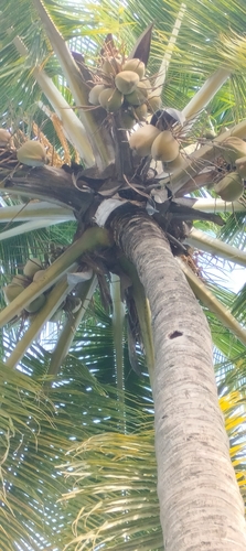 Cocos nucifera observed 2026-10-27