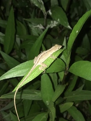 Anolis sagrei