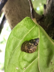 Samoana fragilis