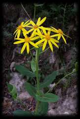 Senecio velleioides