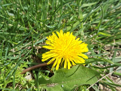 Taraxacum officinale observed 2026-10-27