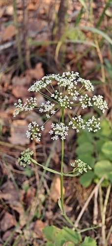 Pimpinella saxifraga, 2026-10-27