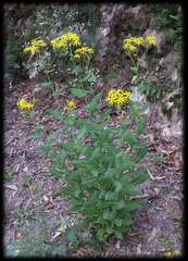 Senecio velleioides