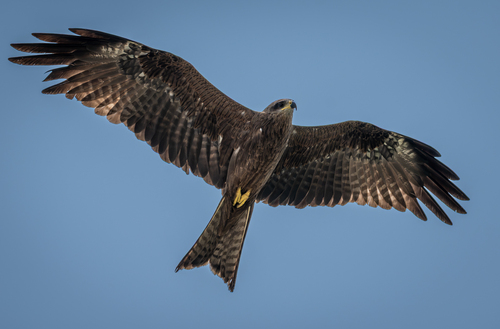 Milvus migrans, 2026-10-27