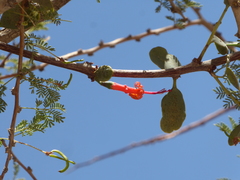 Plicosepalus acaciae