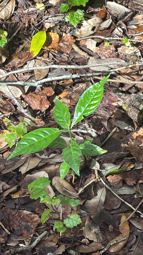 Psychotria observed 2026-10-27