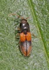 Horistonotus curiatus