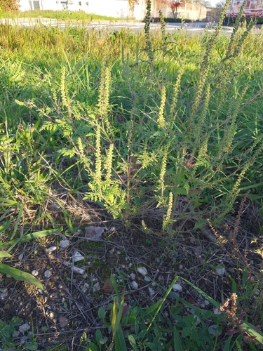 Ambrosia artemisiifolia observed 2026-10-27