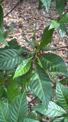 Psychotria observed 2026-10-27