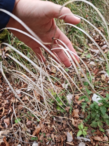 Arabis observed 2026-10-27