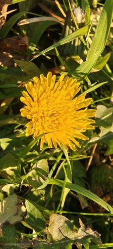 Taraxacum officinale observed 2026-10-27