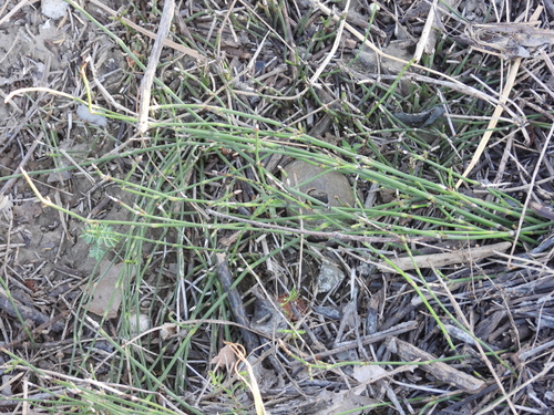 Equisetum ramosissimum observed 2026-10-26