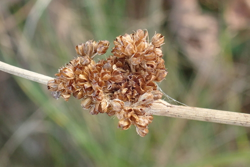 Juncus observed 2026-10-27
