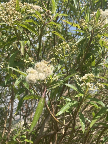 Vernonia observed 2026-10-27
