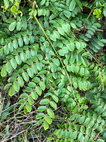 Guilandina bonduc observed 2026-10-23