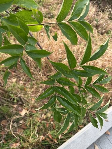 Sambucus nigra observed 2026-10-27