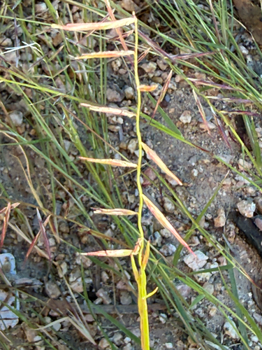 Bouteloua aristidoides, 2026-10-26