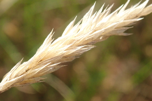 Anthoxanthum odoratum observed 2026-10-27