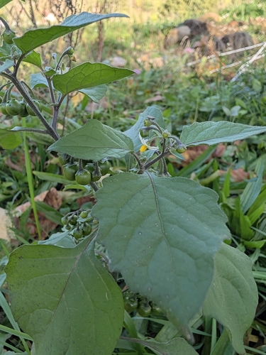 Solanum nigrum observed 2026-10-27
