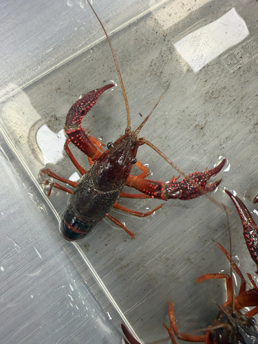 Procambarus clarkii observed 2026-10-27