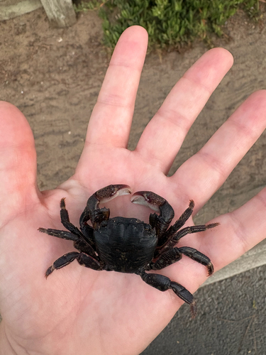 Pachygrapsus observed 2026-10-27