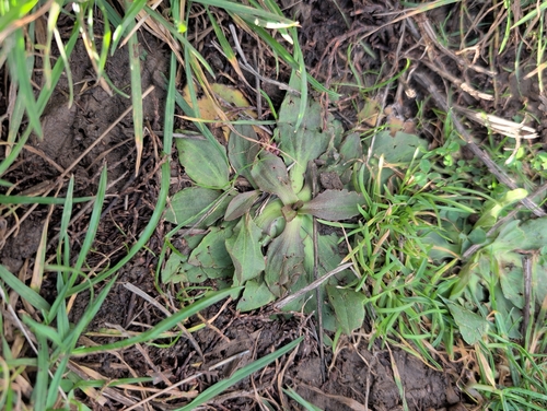 Plantago major observed 2026-10-27