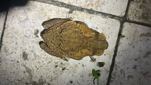 Rhinella marina observed 2026-10-28