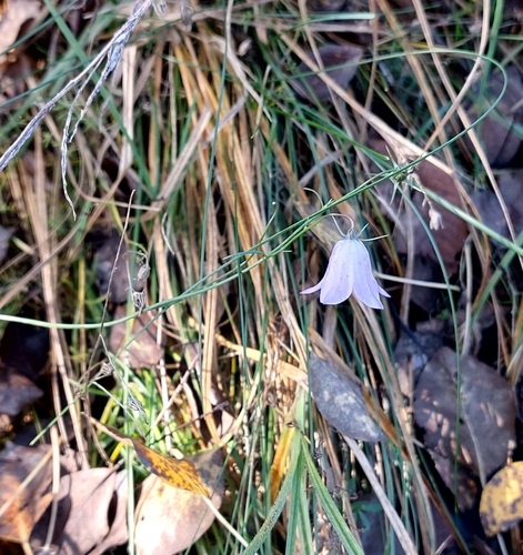 Campanula rotundifolia observed 2026-10-25