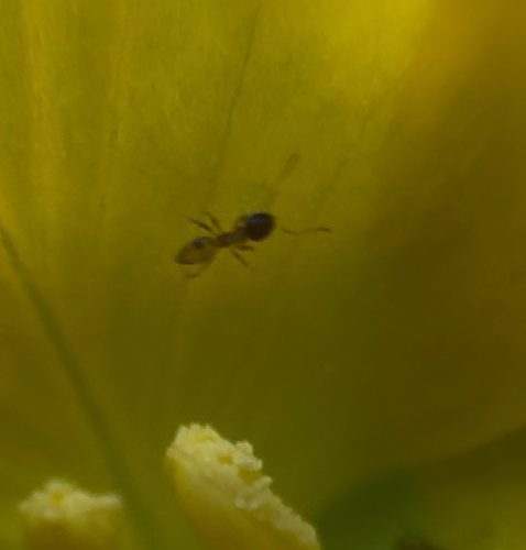Tapinoma melanocephalum observed 2026-10-27