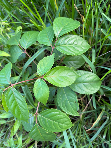 Bischofia javanica observed 2026-10-27