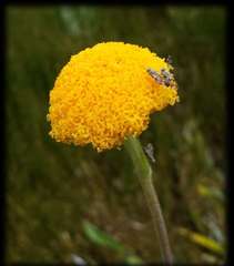 Craspedia aurantia jamesii