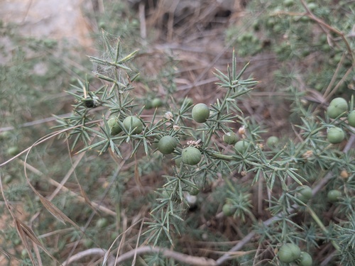 Asparagus observed 2026-10-27